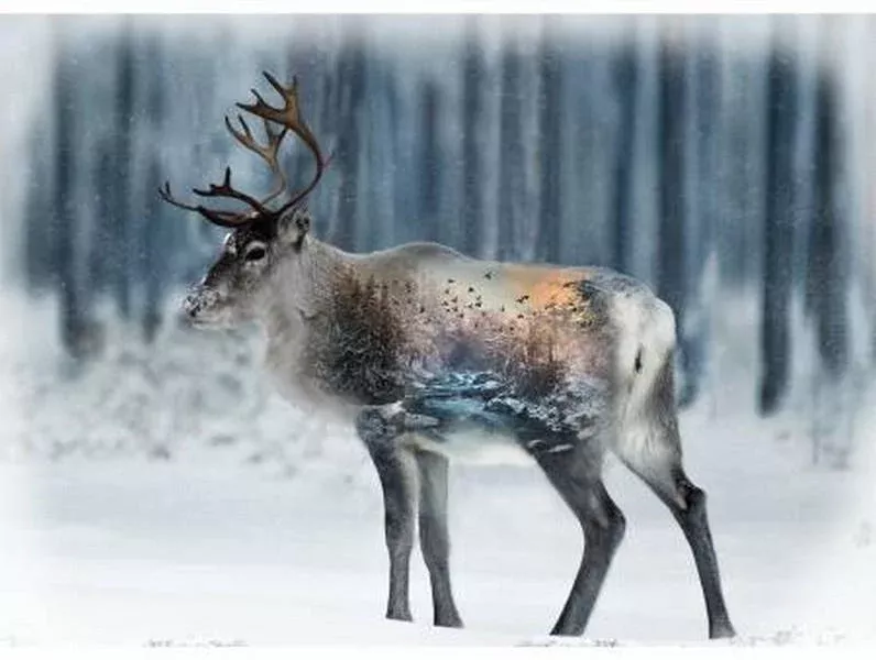 Call of the Wild December